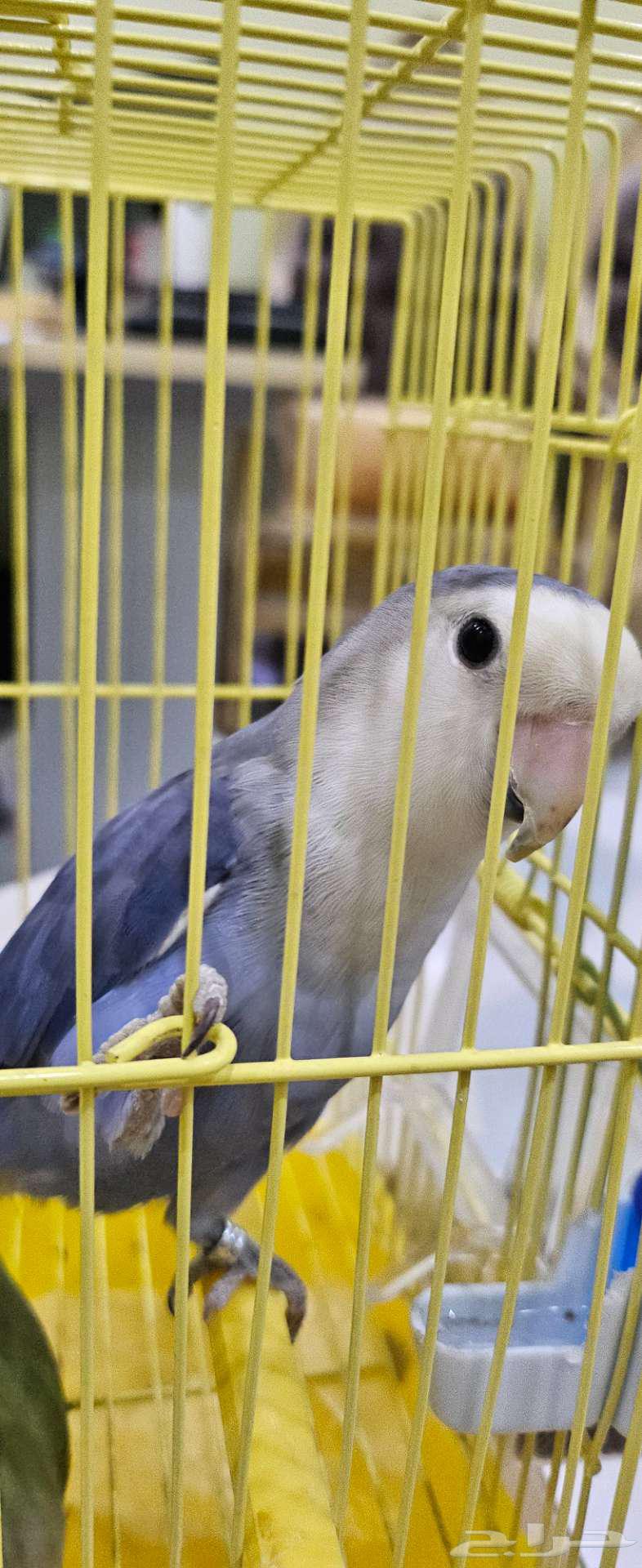 طيور زينة للبيع في مكة64474903050881114