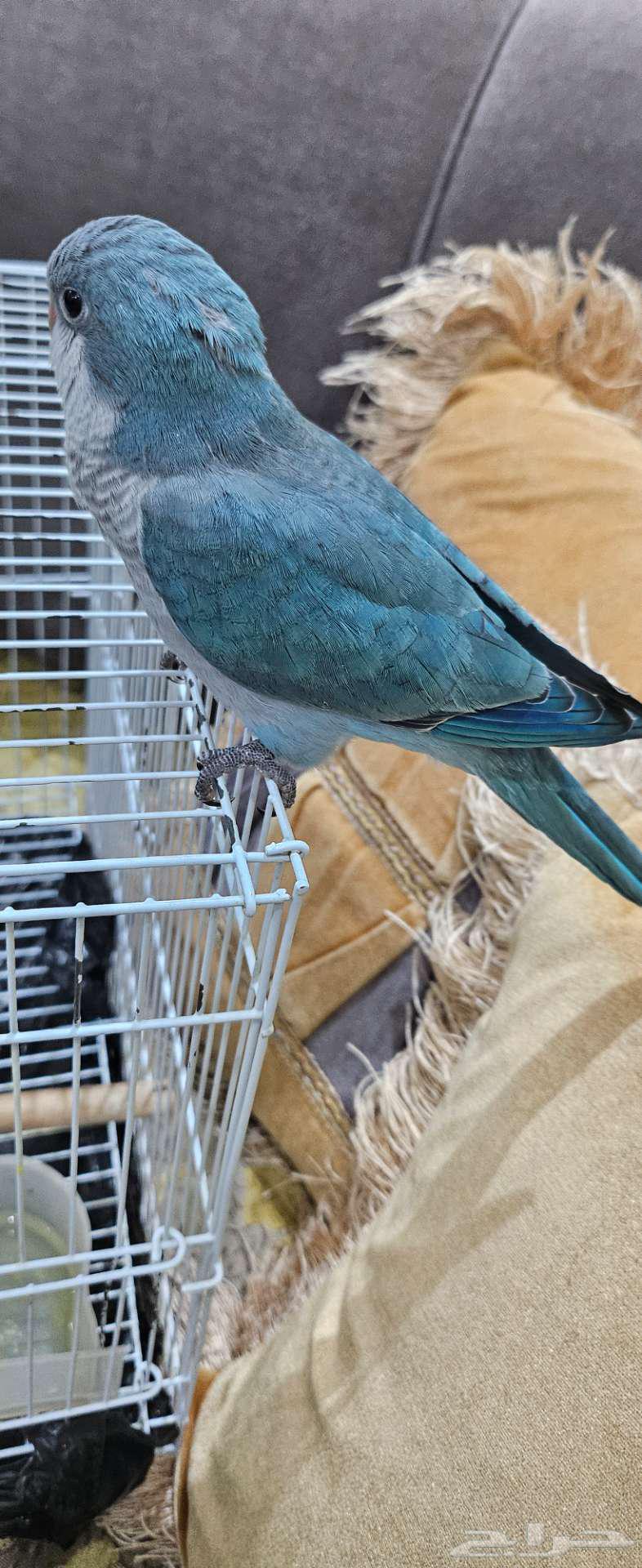 طيور زينة للبيع في مكة64474903050881111