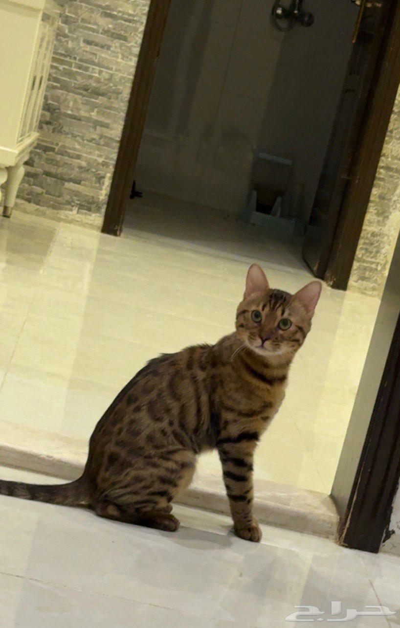 قط بنغال بيور بسعر منافس64478690873987111