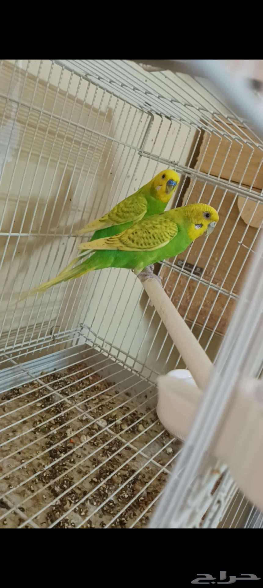 زوج بادجي64476573499777113