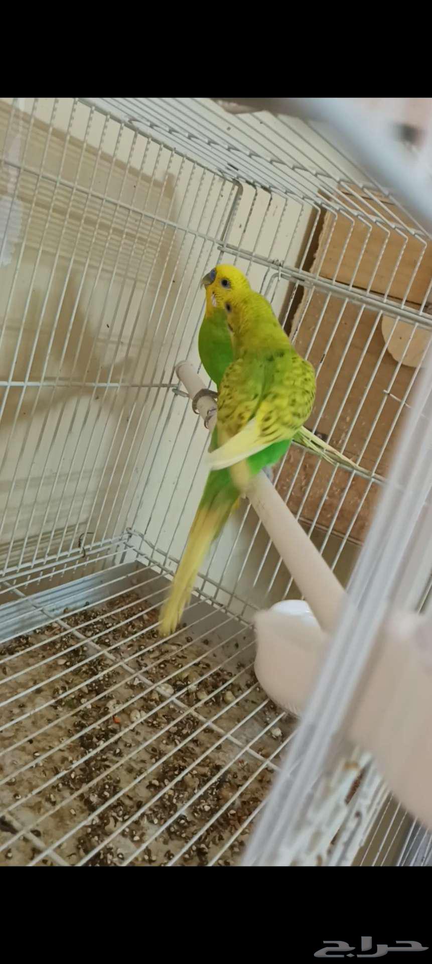 زوج بادجي64476573499777114