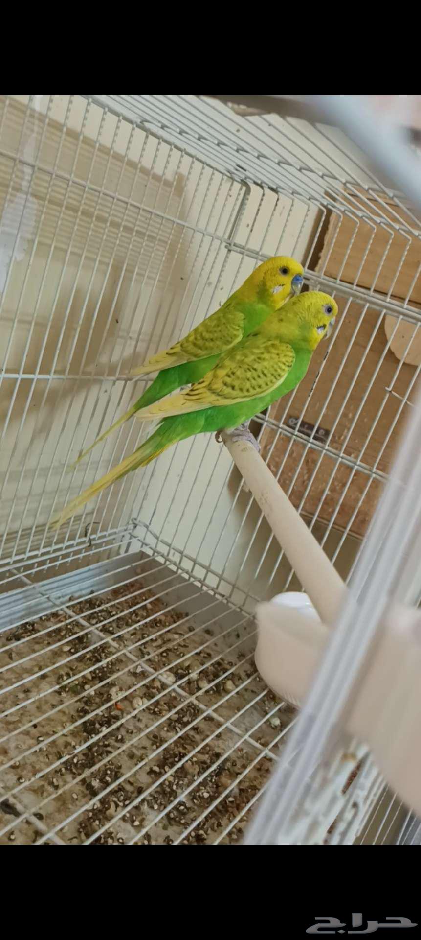 زوج بادجي64476573499777111