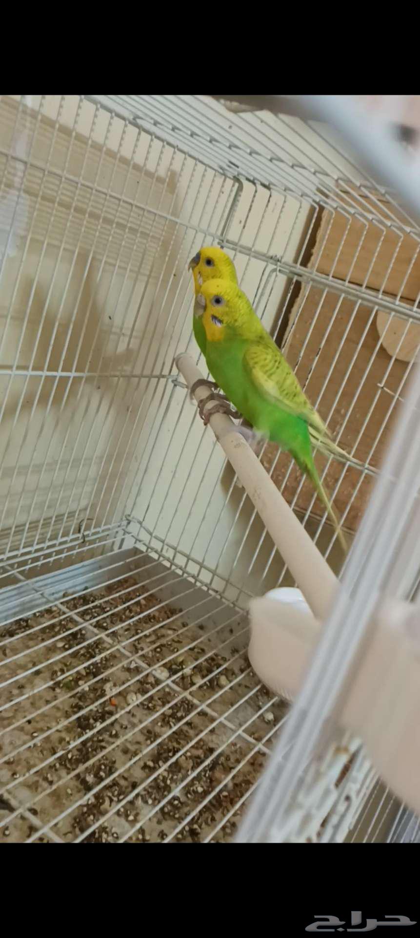 زوج بادجي64476573499777112