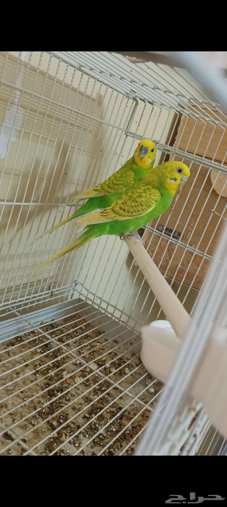 زوج بادجي64476573499777110