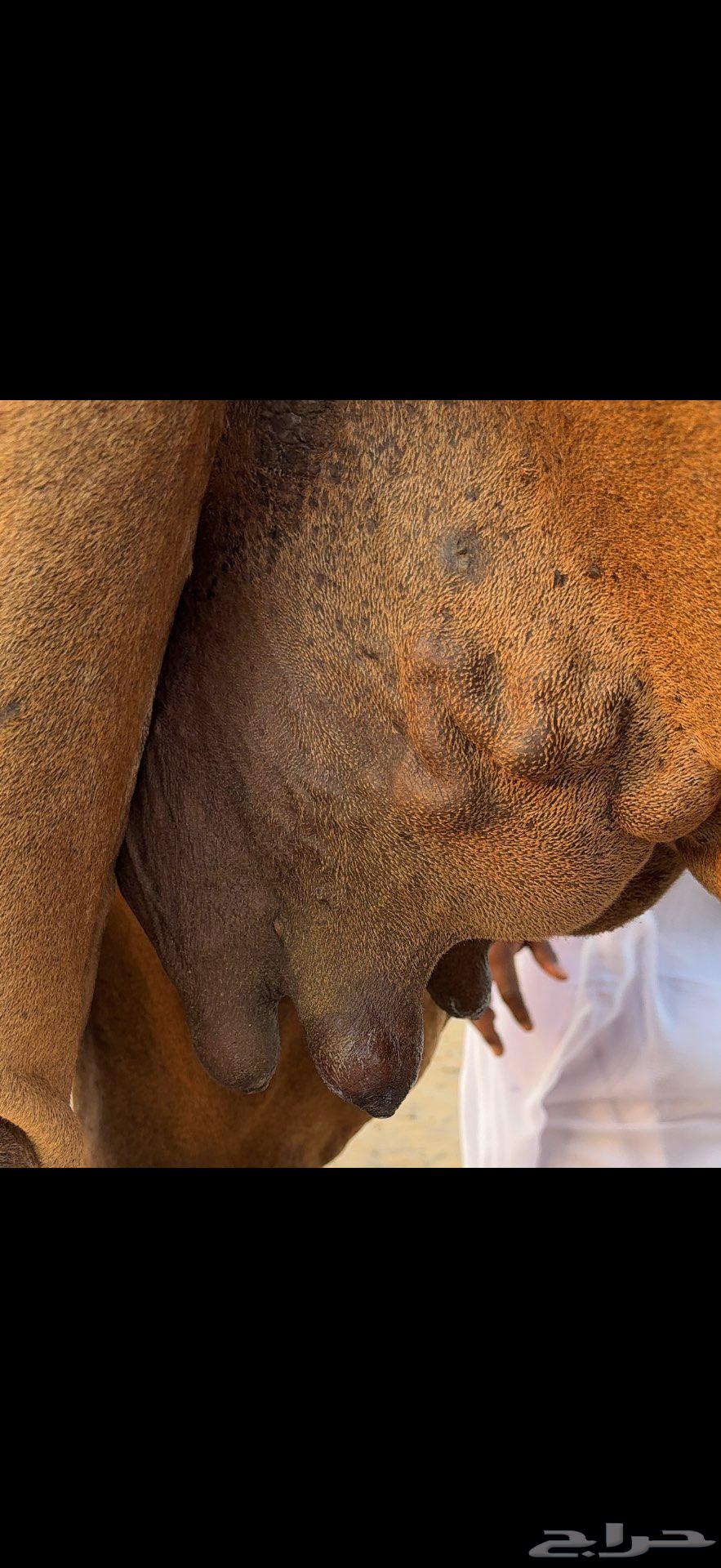 Miniature Red Dam Camel64477325065089112