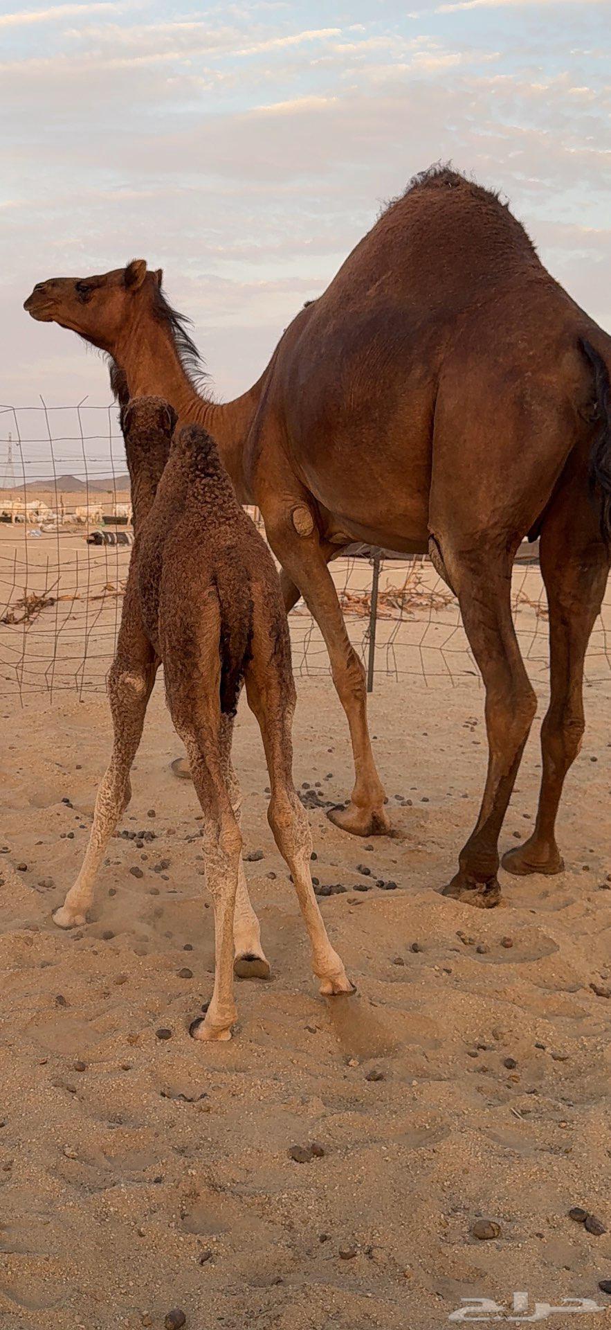 Miniature Red Dam Camel64477325065089111