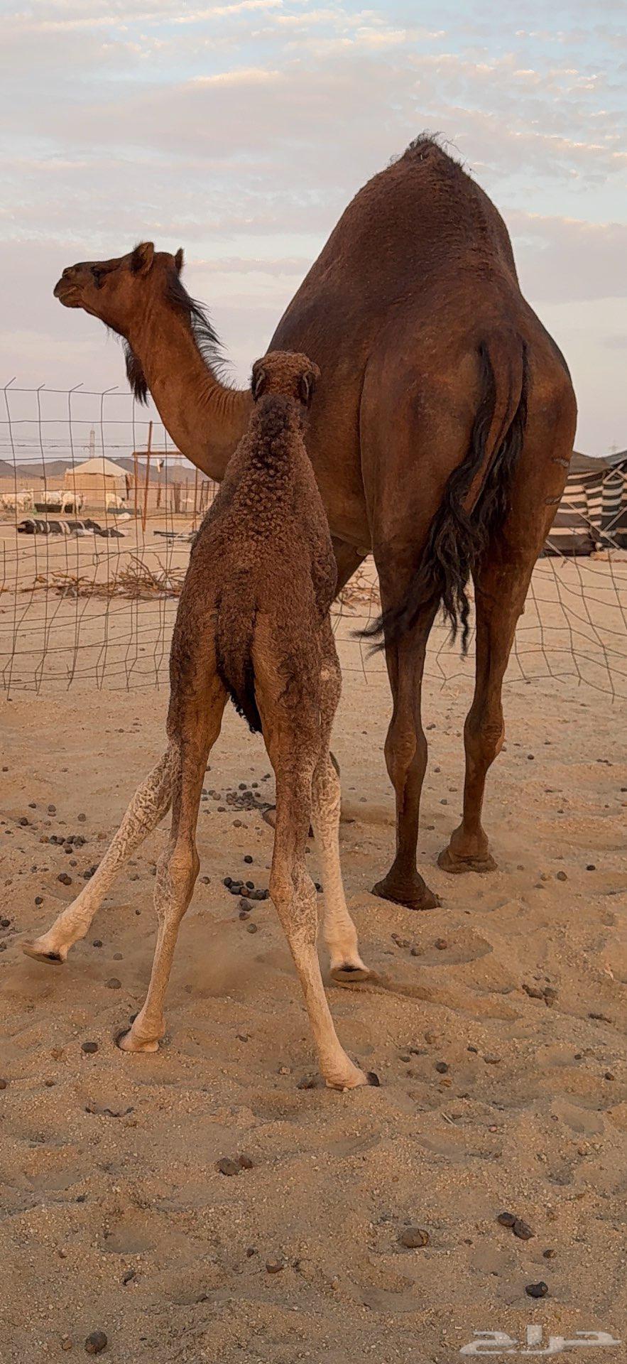 Miniature Red Dam Camel64477325065089114