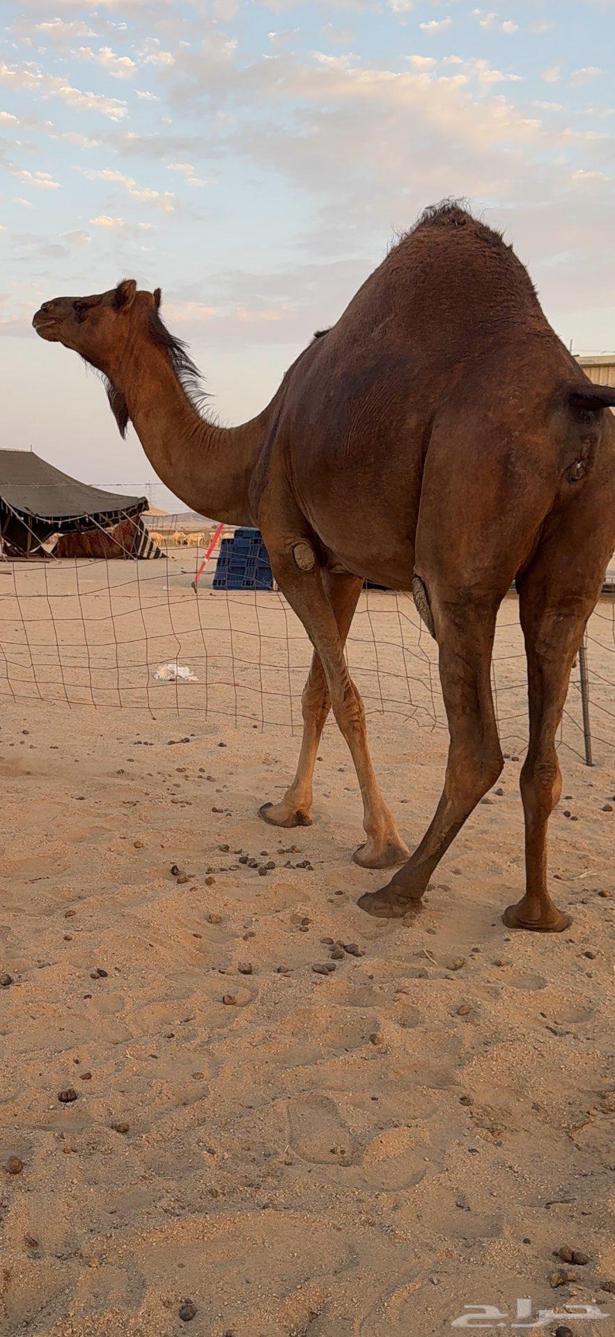 Miniature Red Dam Camel64477325065089113