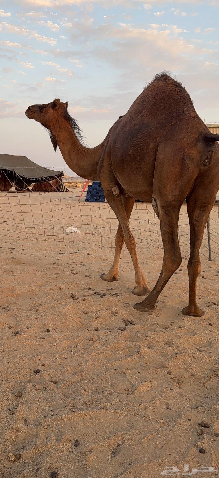 Miniature Red Dam Camel64477325065089110