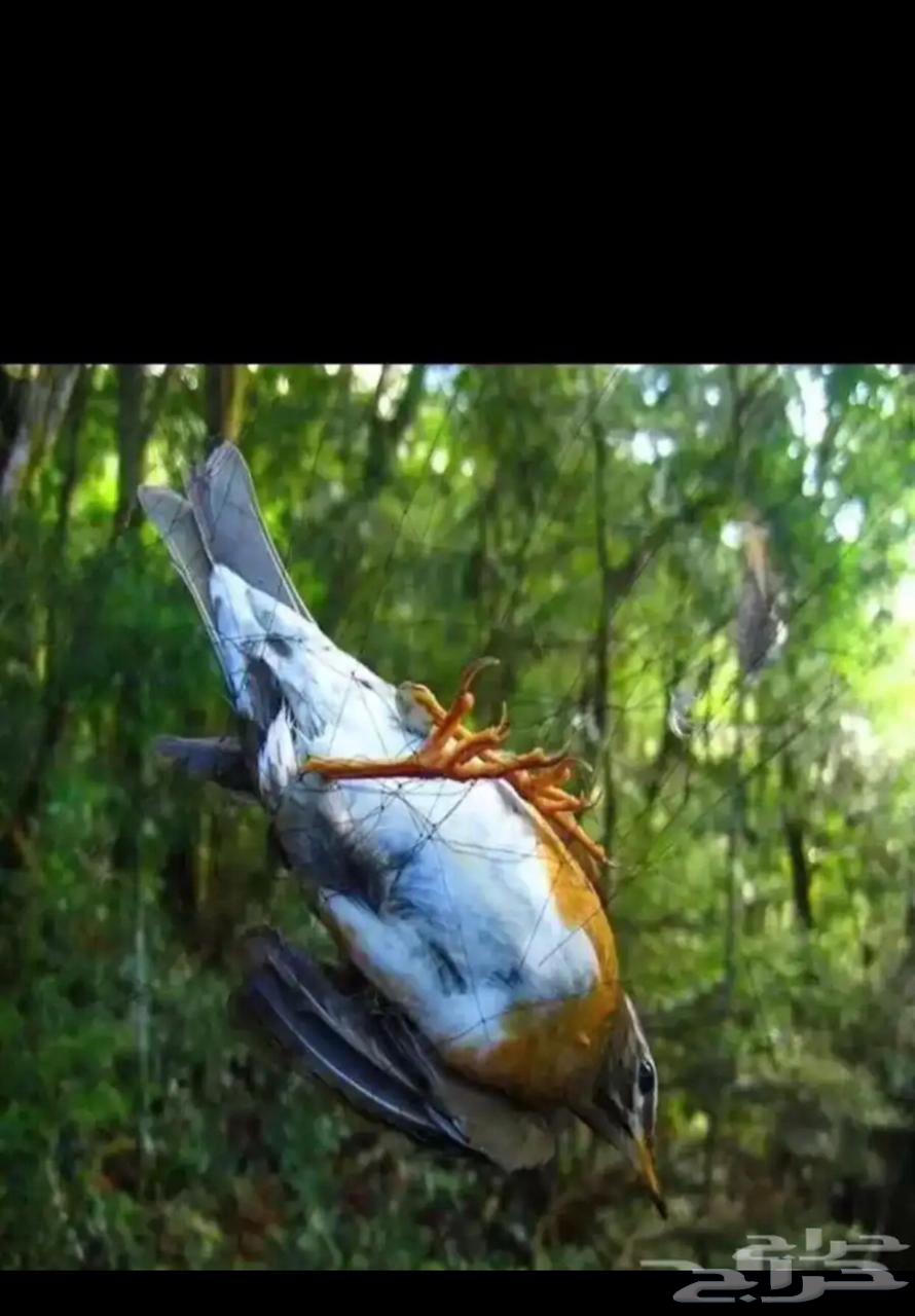 شبكة صيد هوائية64473997562497111