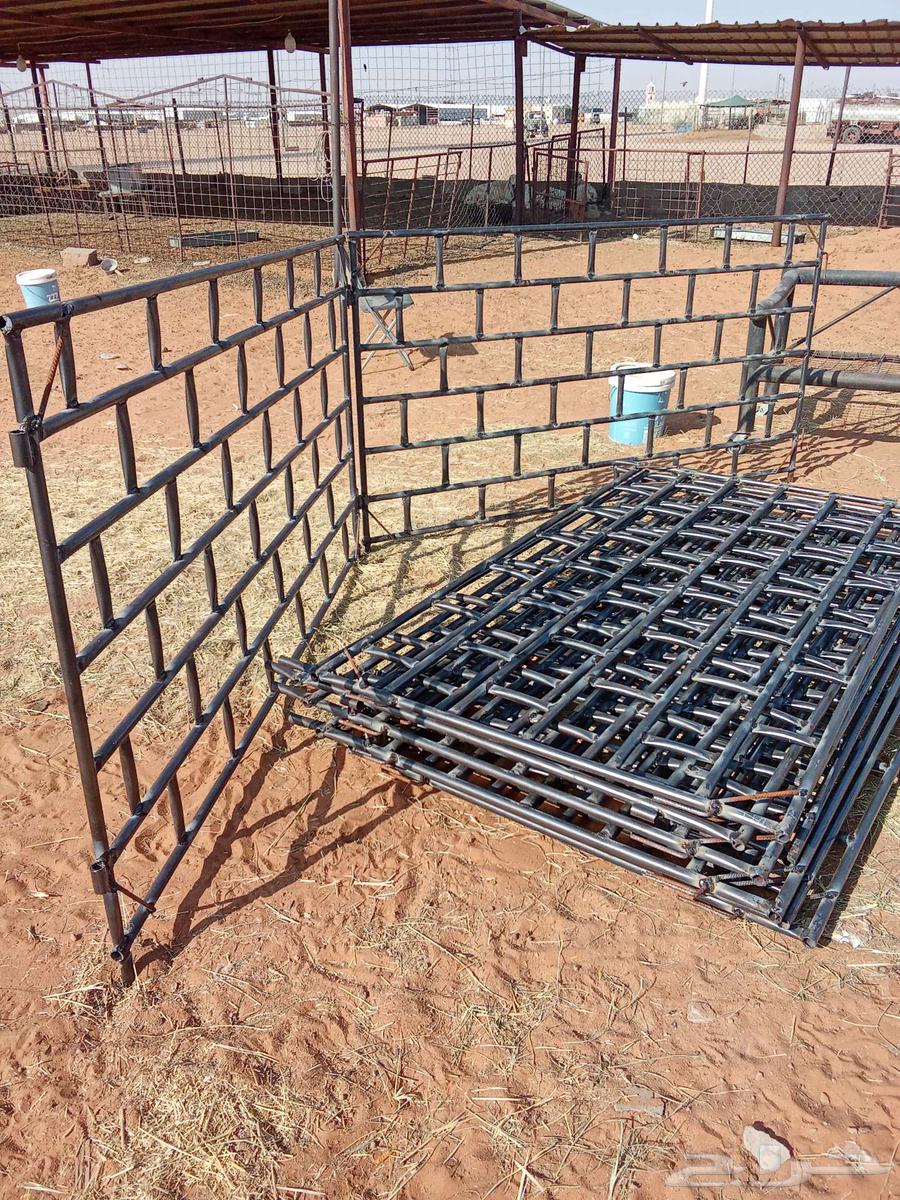 شبوك غنم للبيع64473205621121110