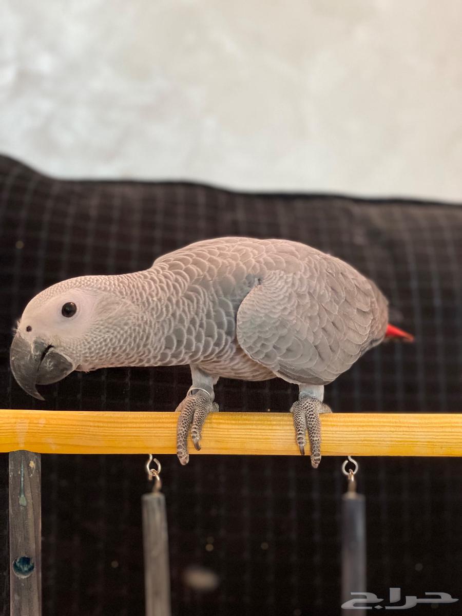 فرخ كاسكو هولندي هدد لون وحجم تم البيع64439212612993110