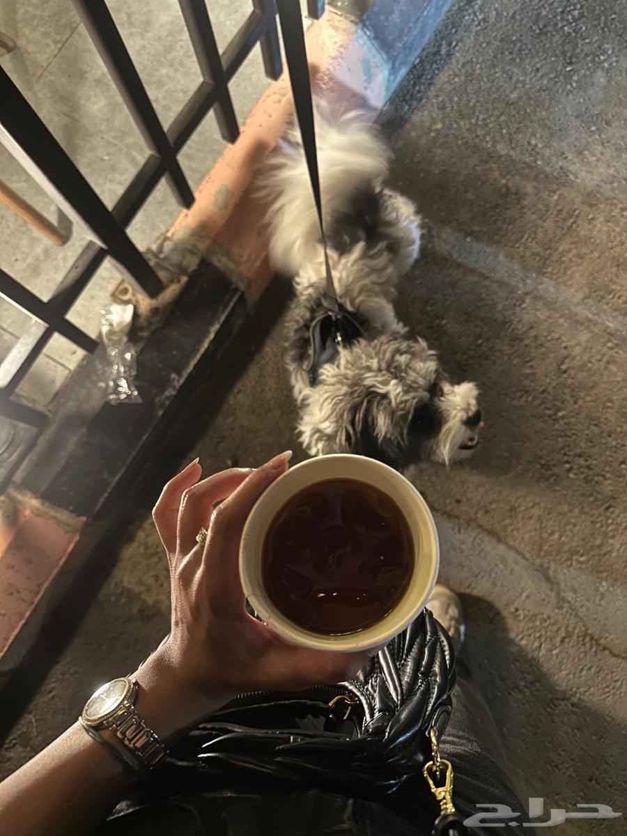 كلب مالتيز للبيع64473666793473112