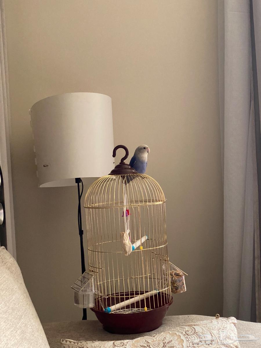 روز مستورد من بلجيكا عمره 7شهور قفص وأكل64475349412483110