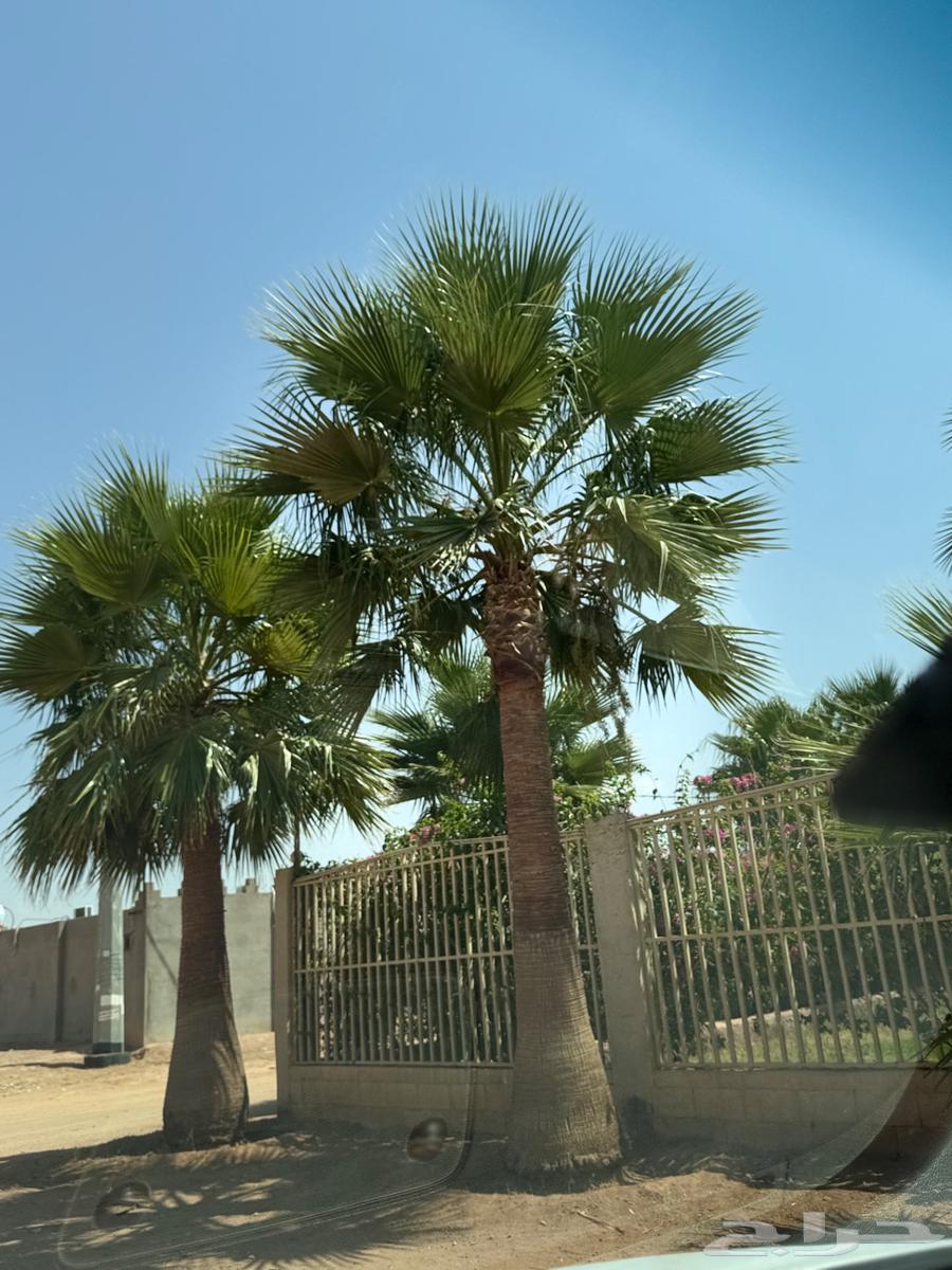 نخل زينه64475875507971112