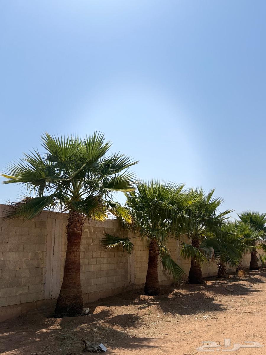 نخل زينه64475875507971113