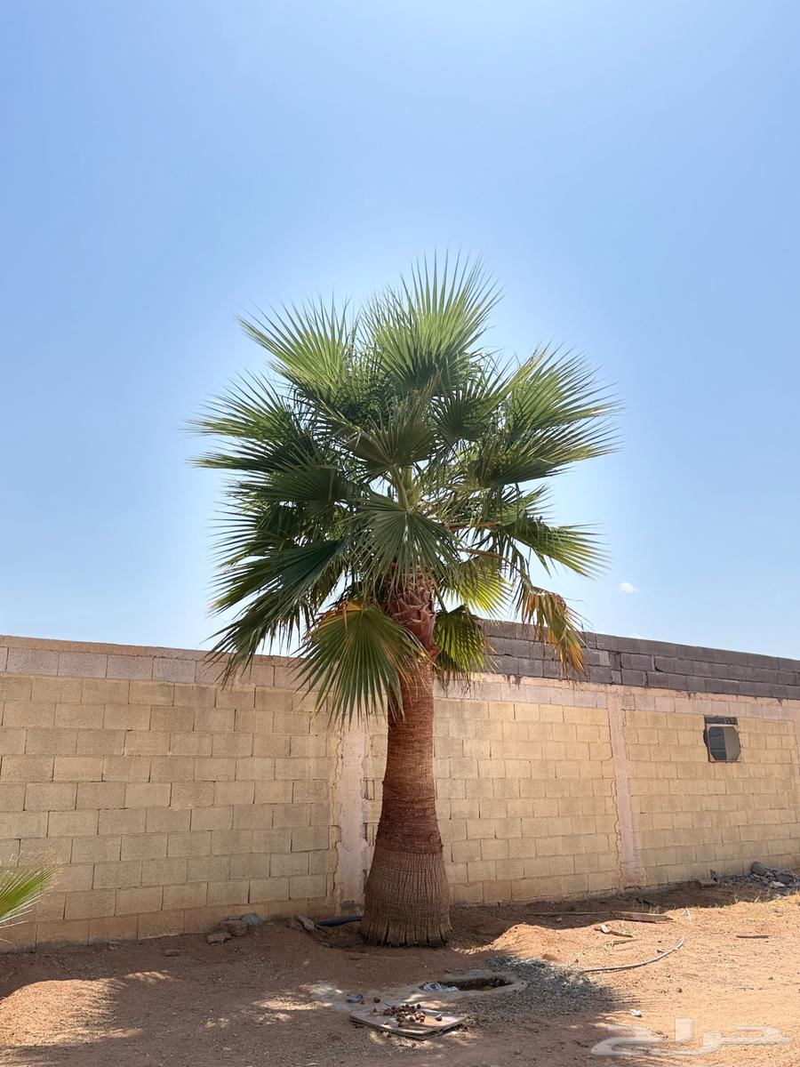 نخل زينه64475875507971111