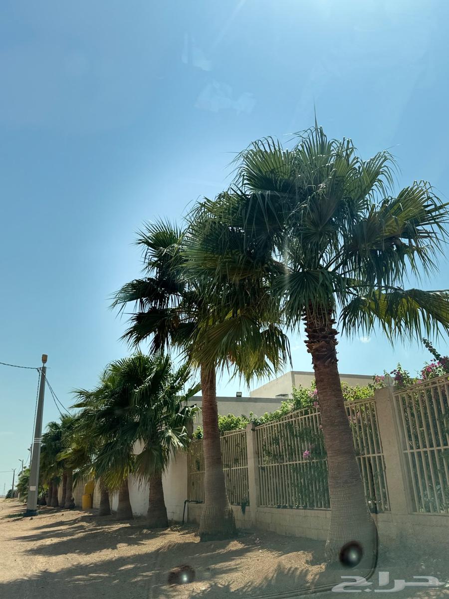 نخل زينه64475875507971110