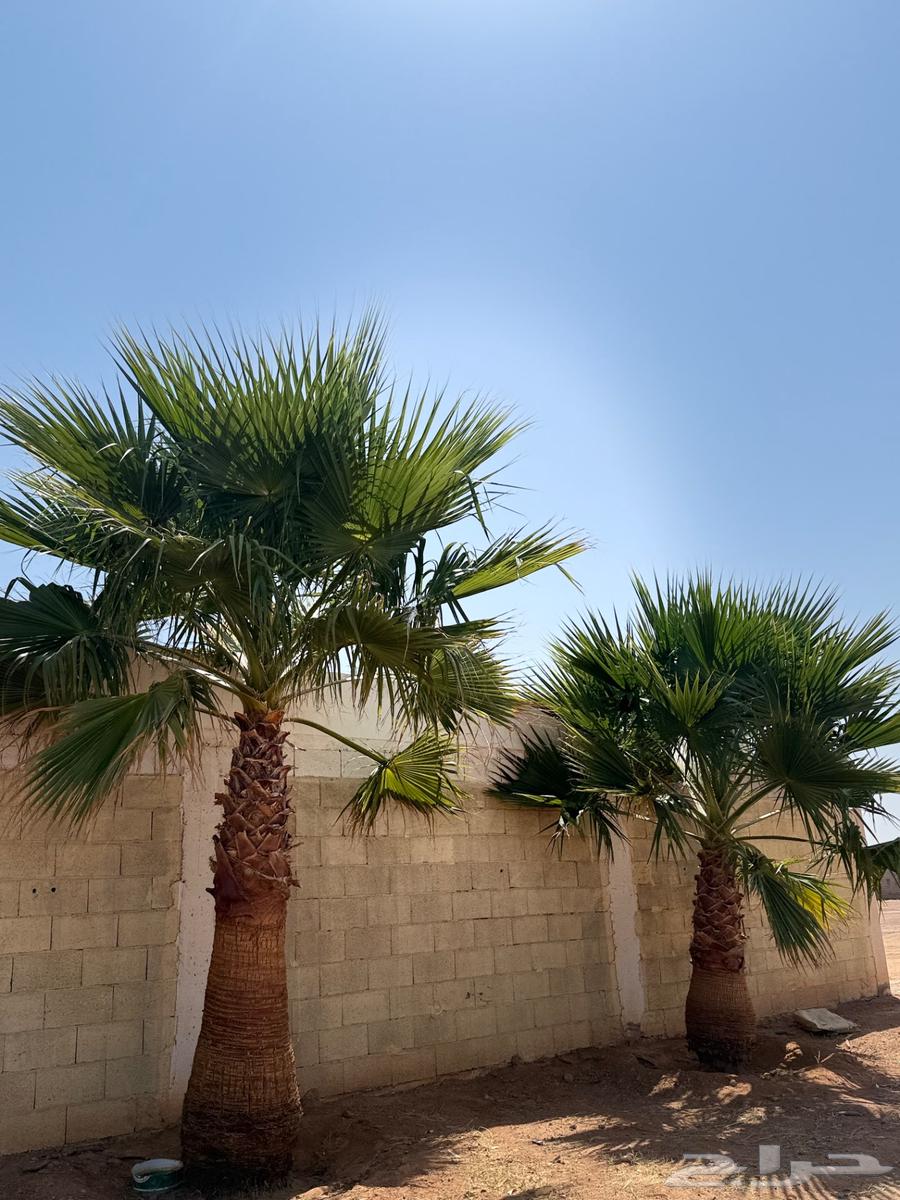 نخل زينه64475875507971114