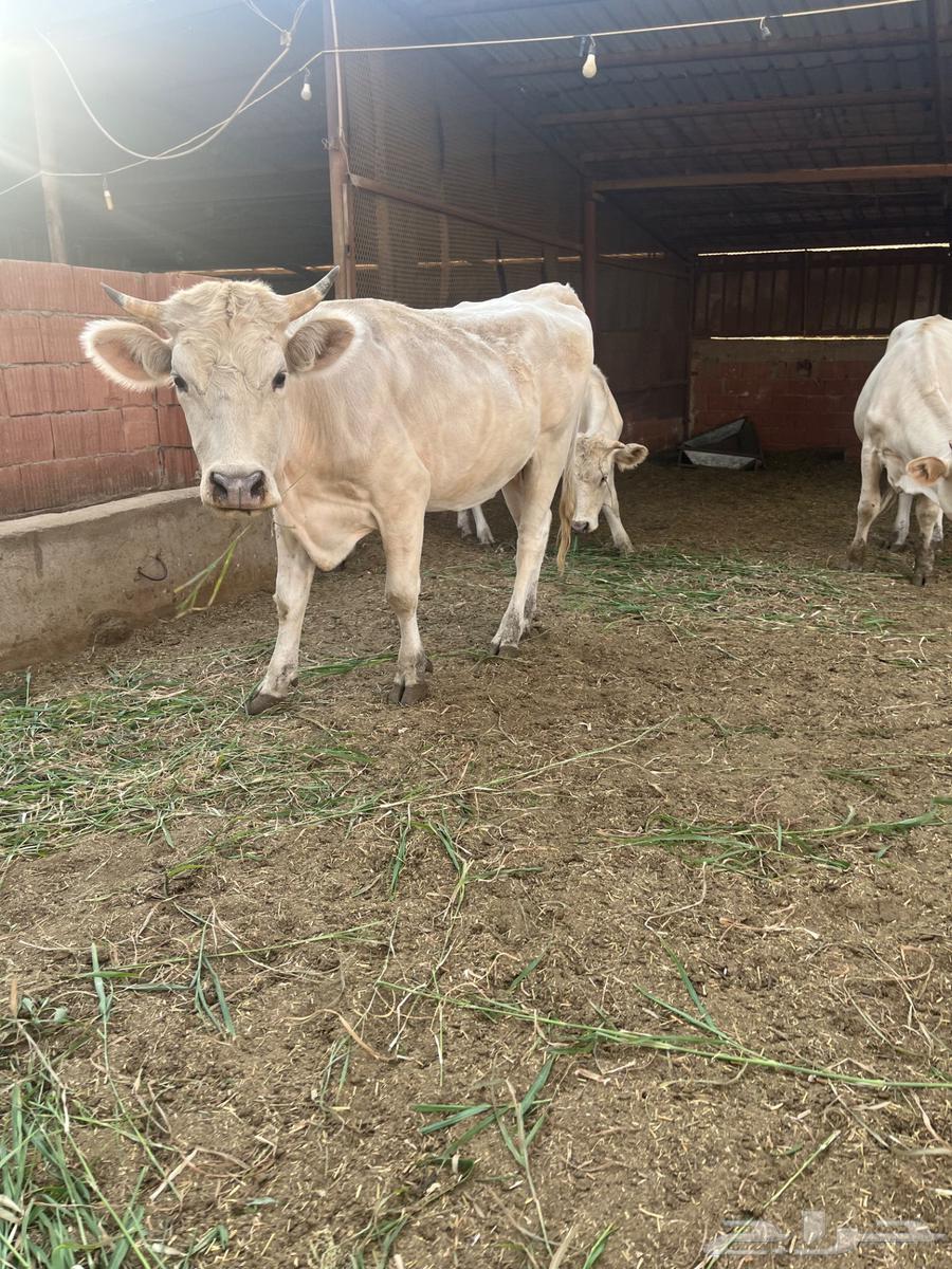 بقر الماني للبيع64476266746497113