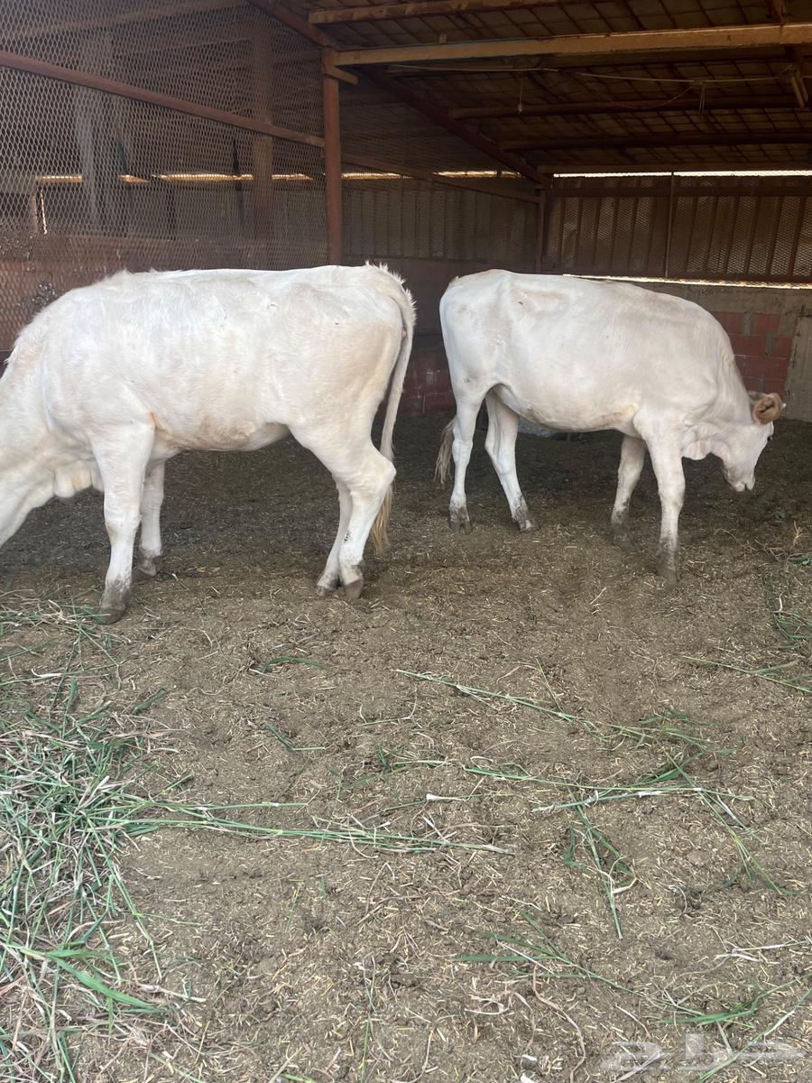 بقر الماني للبيع64476266746497112