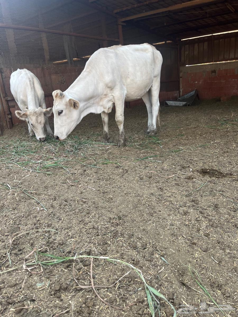 بقر الماني للبيع64476266746497111