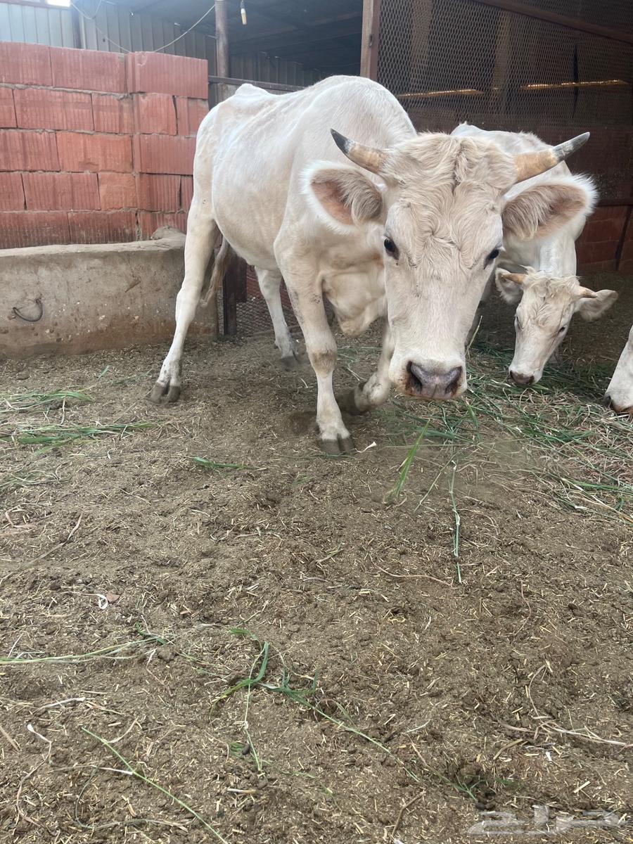 بقر الماني للبيع64476266746497110