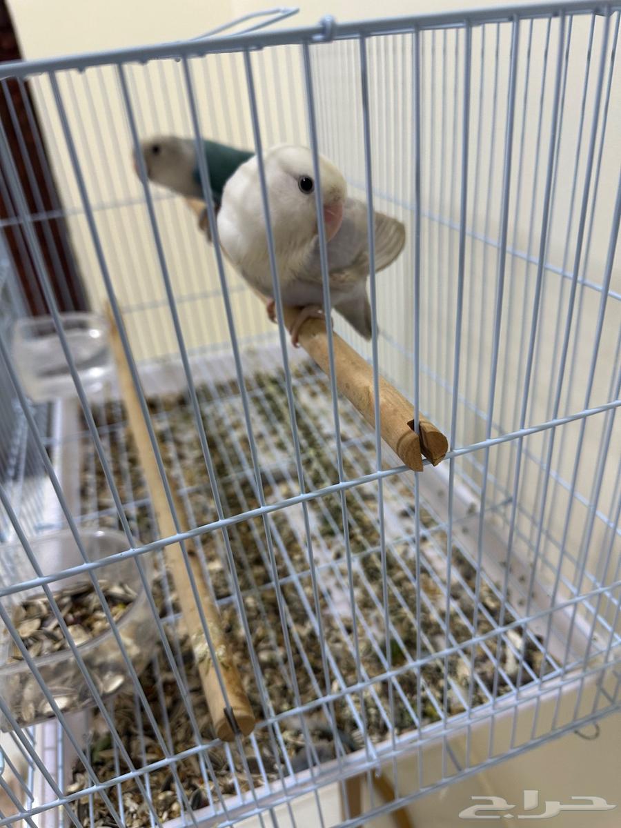 Al-Ahsa64476516995843111