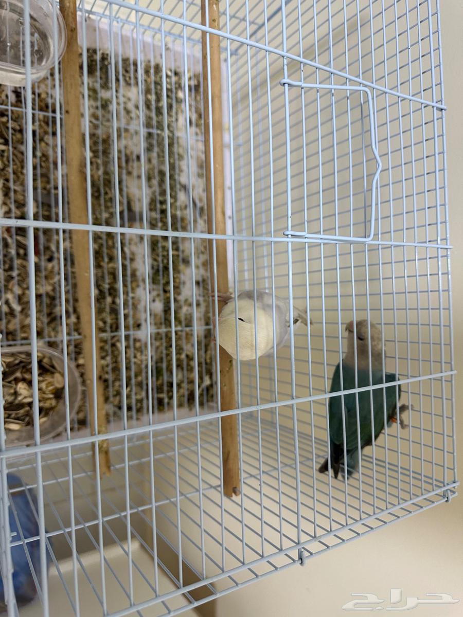 Al-Ahsa64476516995843110