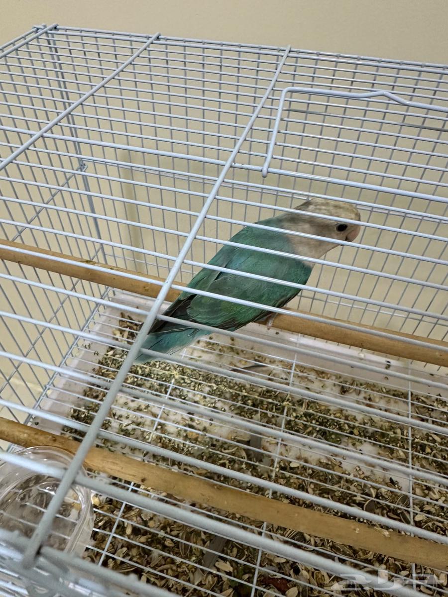 Al-Ahsa64476516995843112