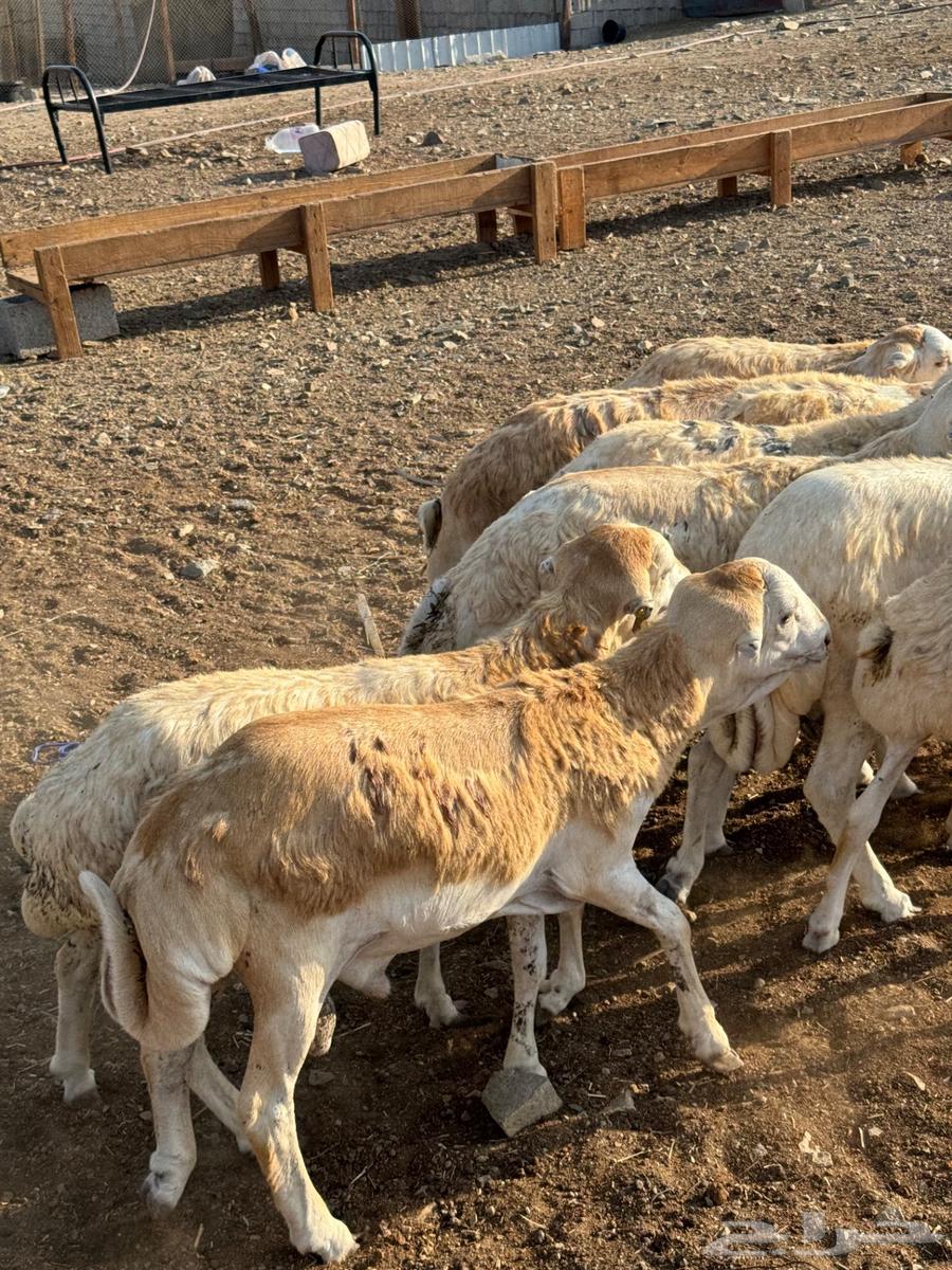 Ethiopian lamb with grid pattern64477686080386111