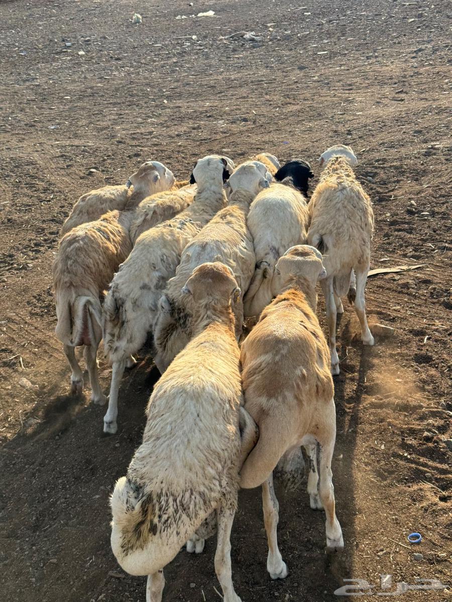 Ethiopian lamb with grid pattern64477686080386112