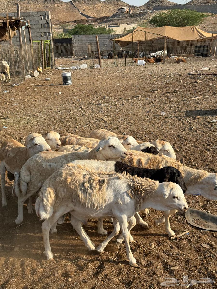 Ethiopian lamb with grid pattern64477686080386113