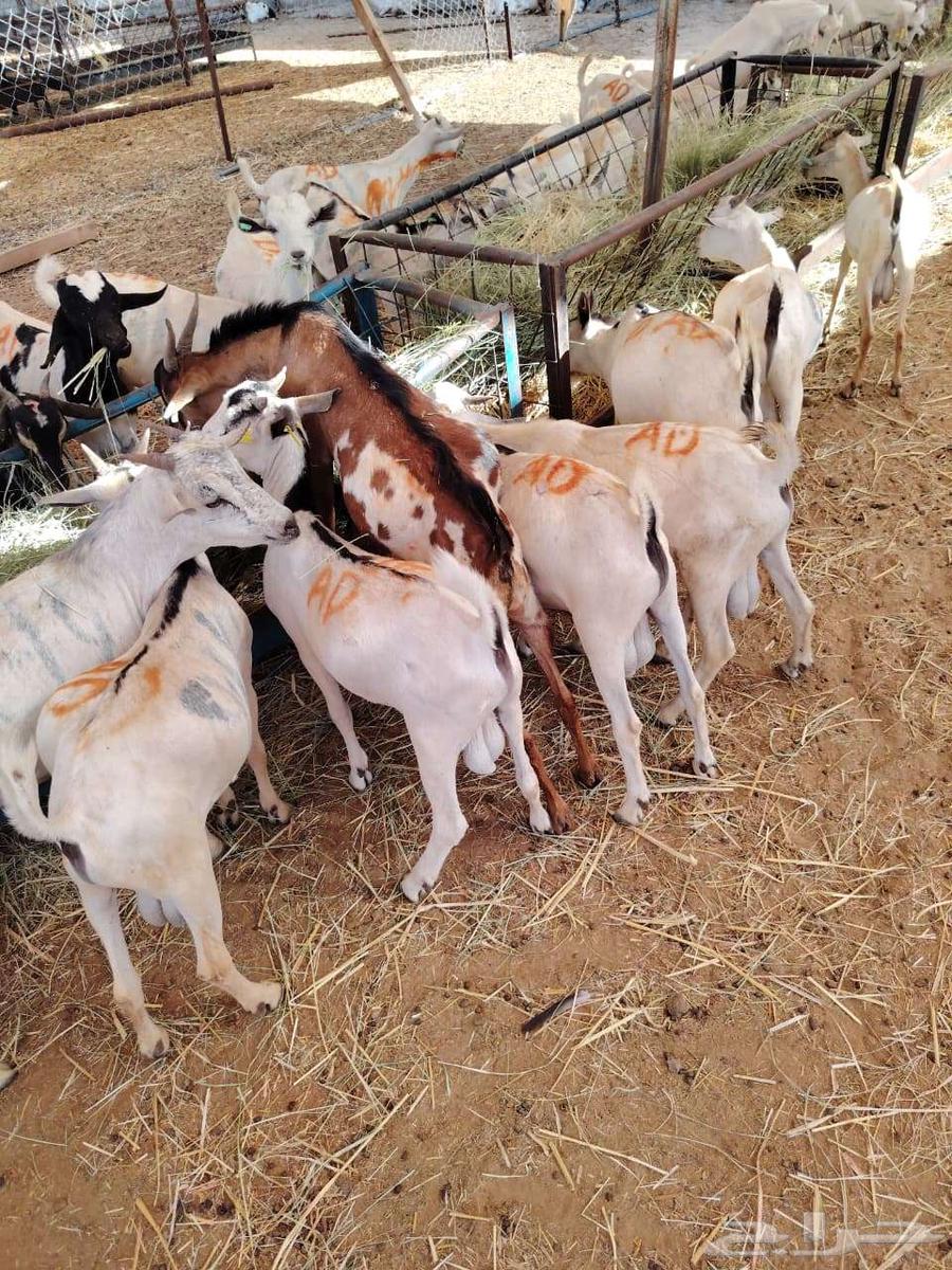 Somali goats and rams in large quantities for wholesale and retail64477631269763110