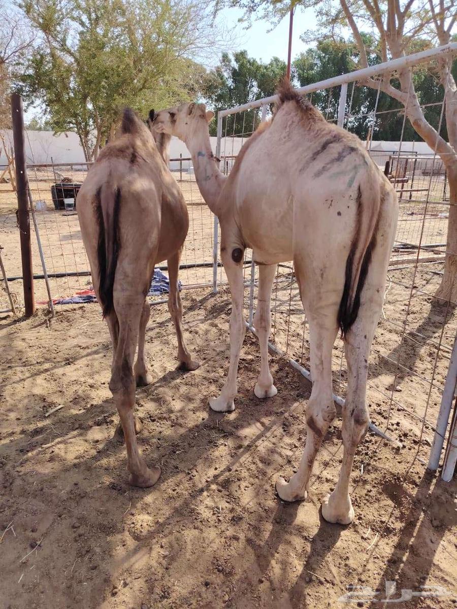 Somali goats and rams in large quantities for wholesale and retail64477631269763113