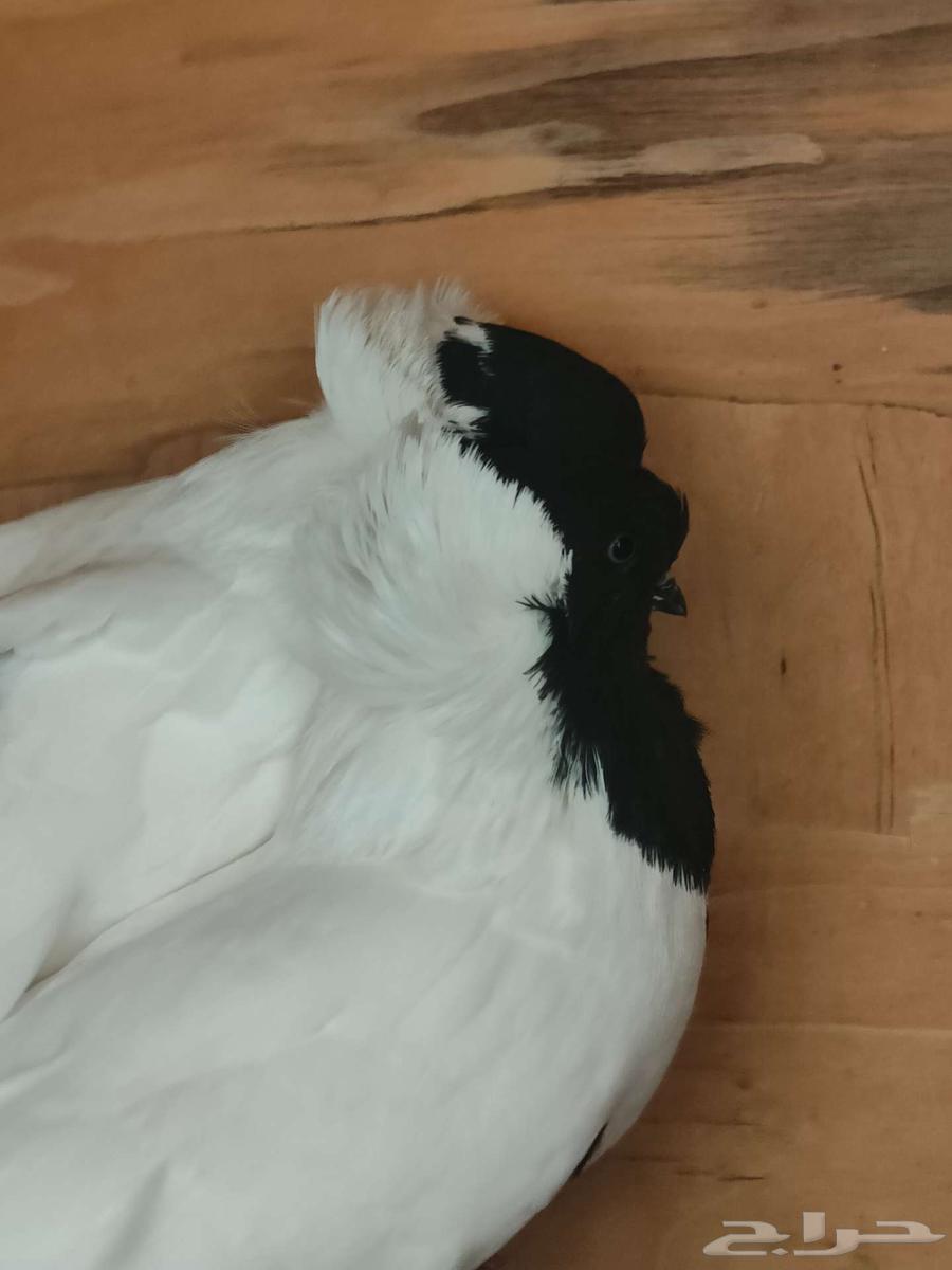 A pair of Sudanese pigeons, a pair of Sana'ani Yemeni pigeons64477783288834114