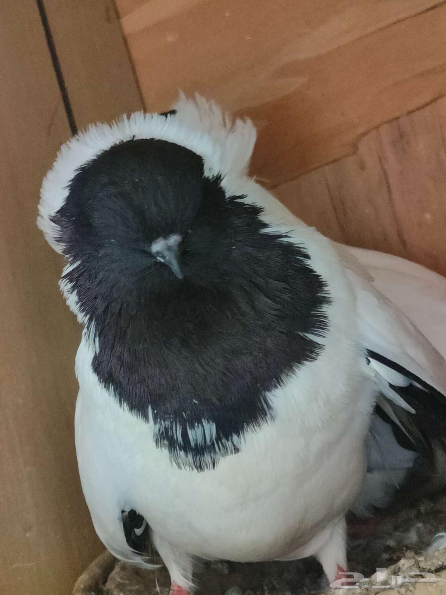 A pair of Sudanese pigeons, a pair of Sana'ani Yemeni pigeons64477783288834113