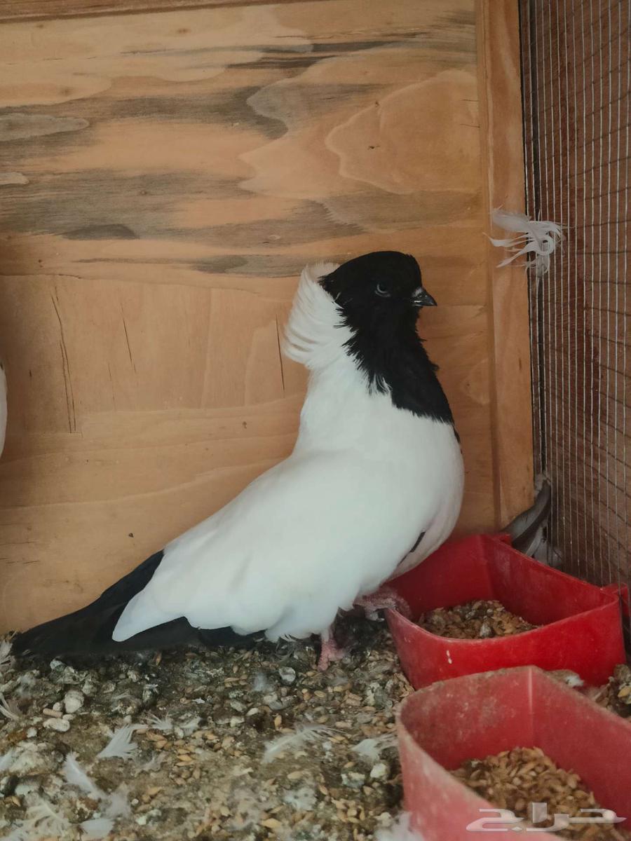 A pair of Sudanese pigeons, a pair of Sana'ani Yemeni pigeons64477783288834112