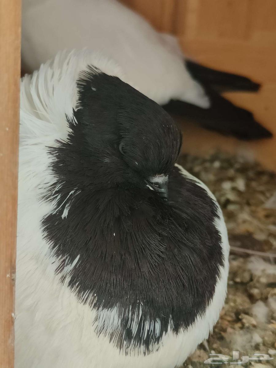 A pair of Sudanese pigeons, a pair of Sana'ani Yemeni pigeons64477783288834110