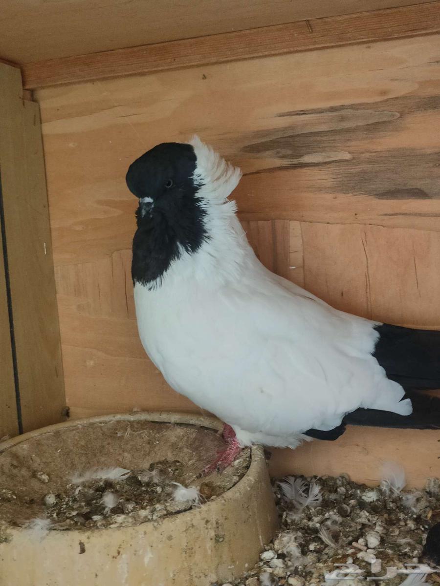 A pair of Sudanese pigeons, a pair of Sana'ani Yemeni pigeons64477783288834111