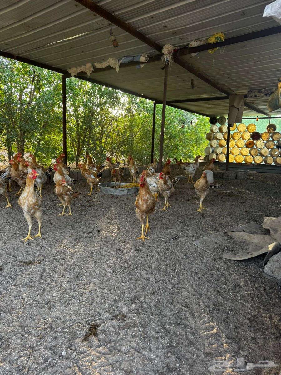 ديك تركي للبيع64478183222659112