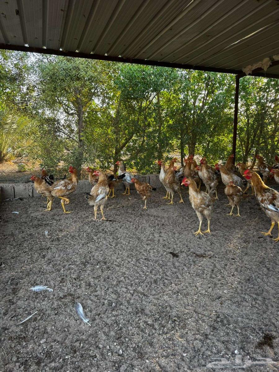 ديك تركي للبيع64478183222659111