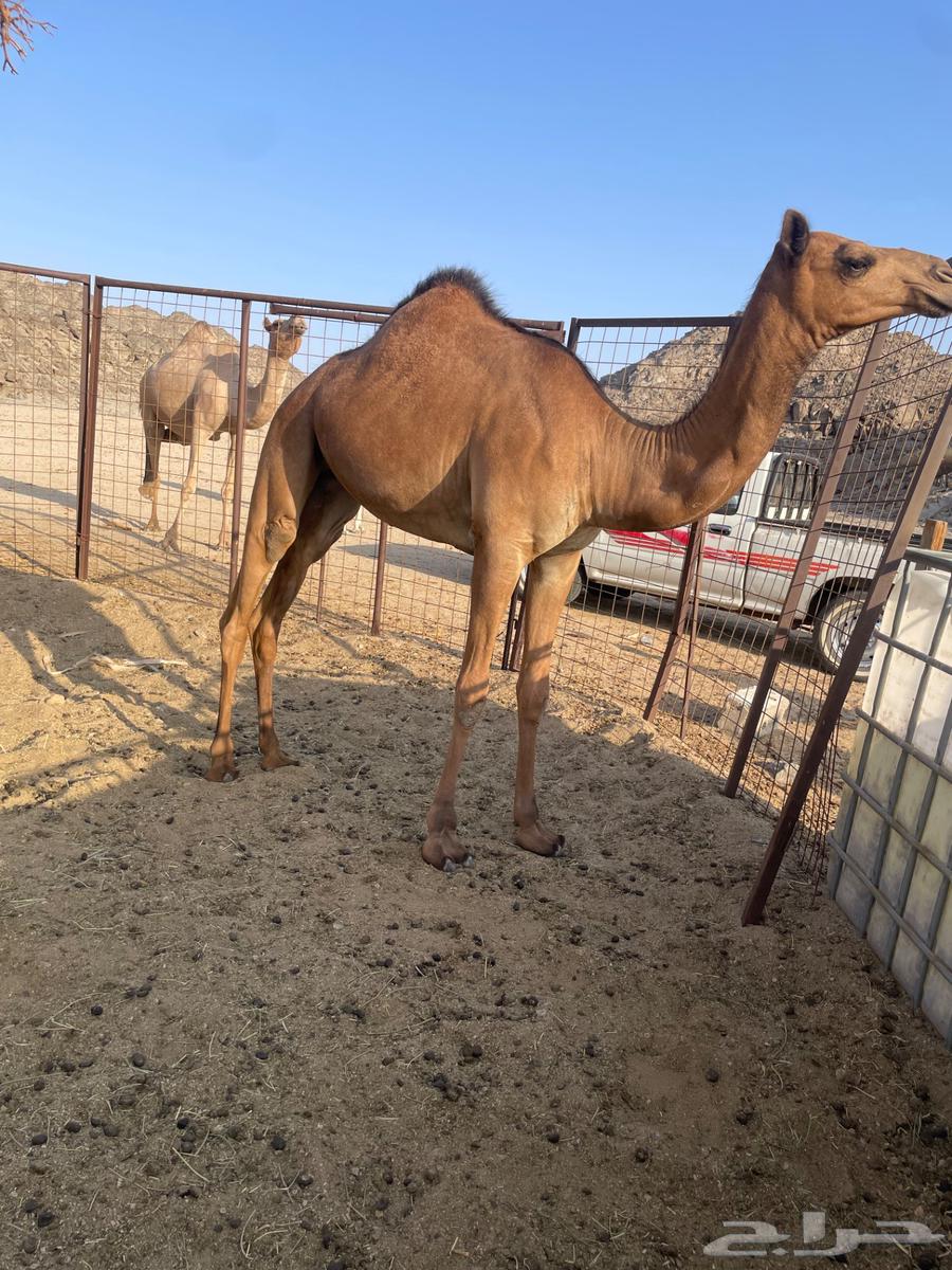 بكره طيبه مقنوي64478649468675110