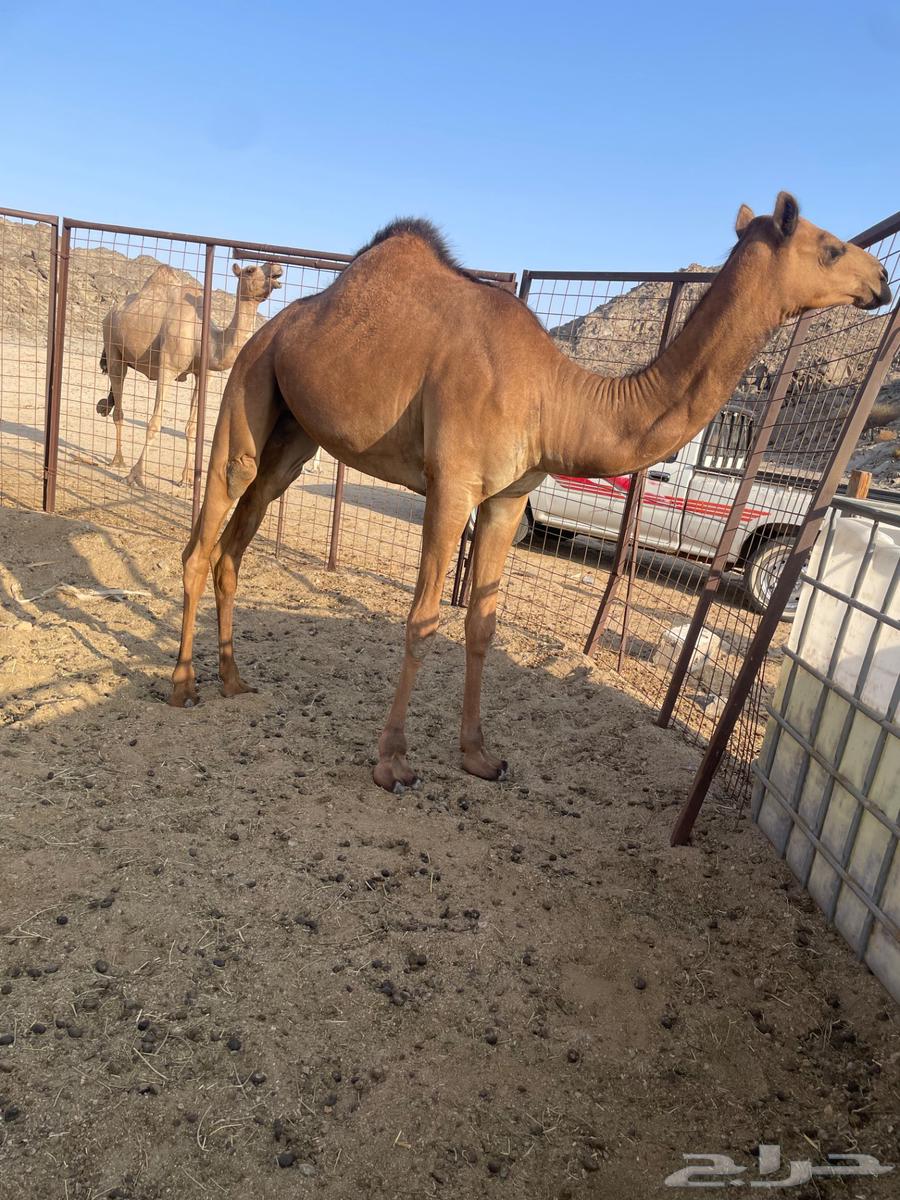 بكره طيبه مقنوي64478649468675111