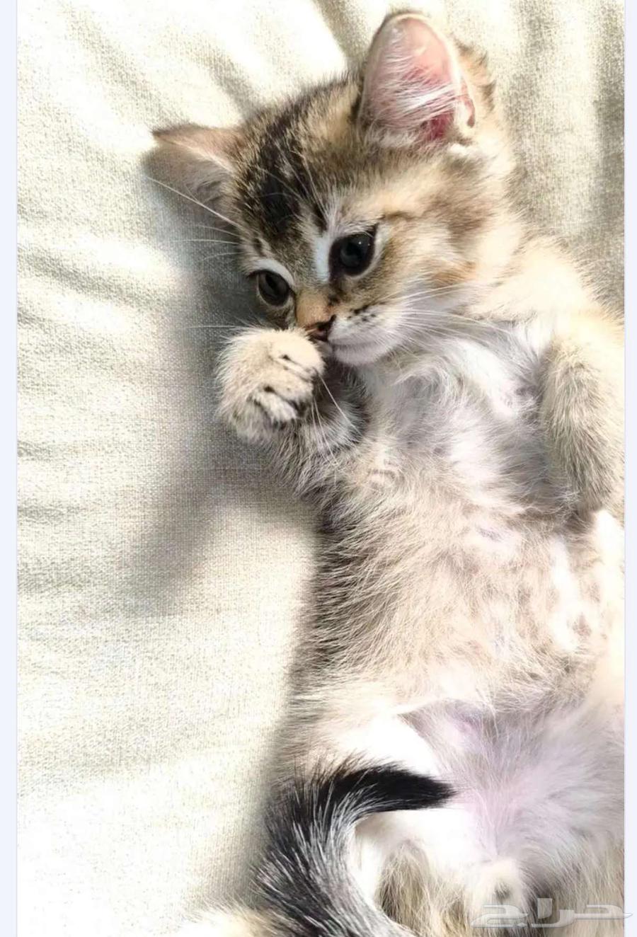 Scotch for sale64478759783681110