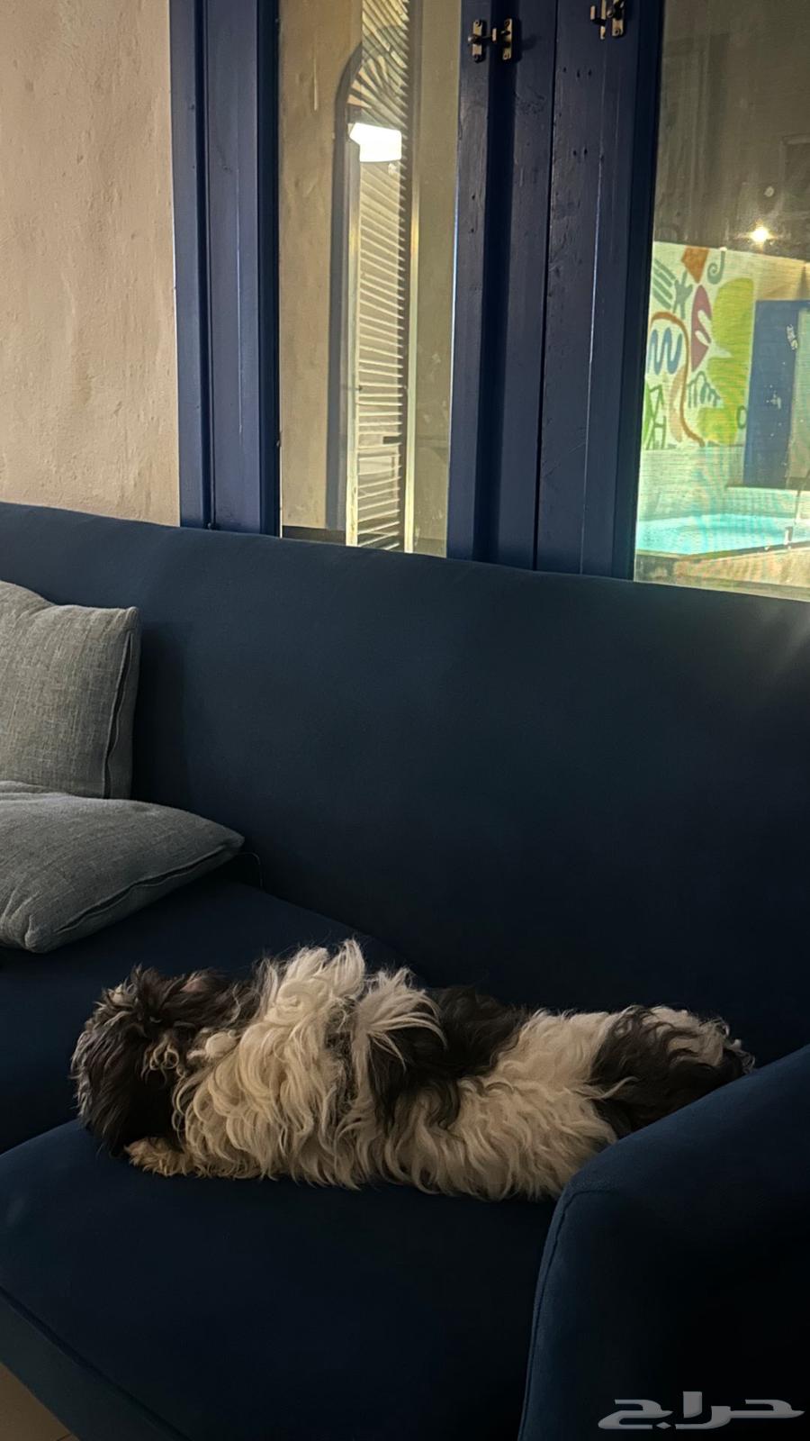 كلب مالتيز للبيع64473666793473111