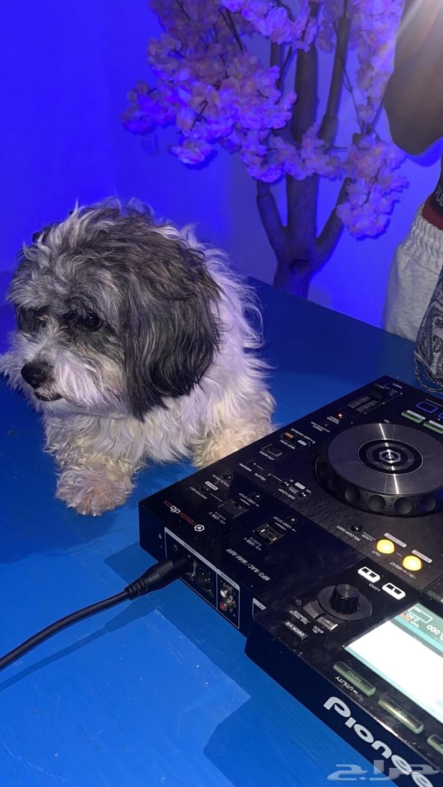 كلب مالتيز للبيع64473666793473110