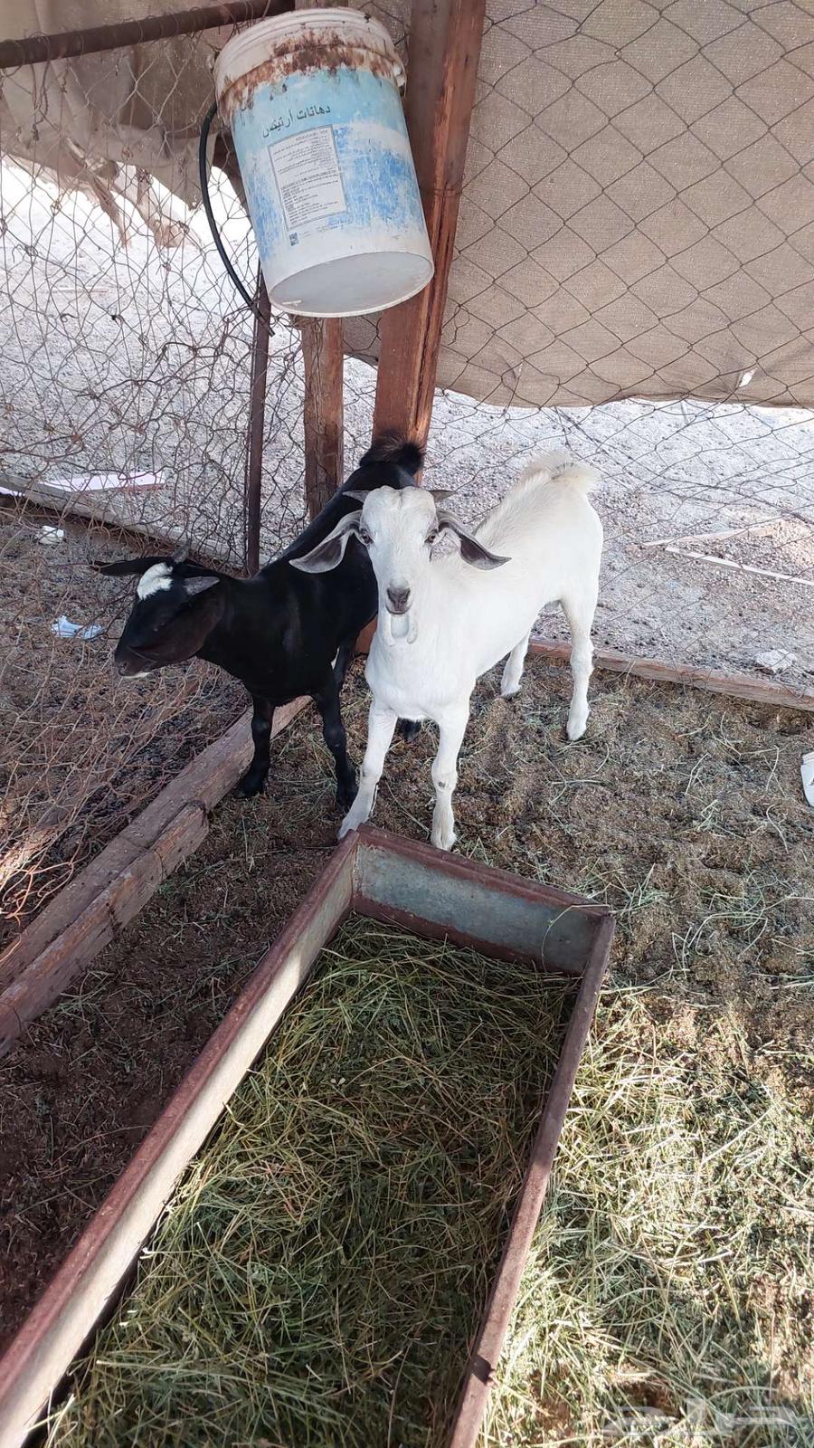 Goats for slaughter, refrigerator64473884495490111