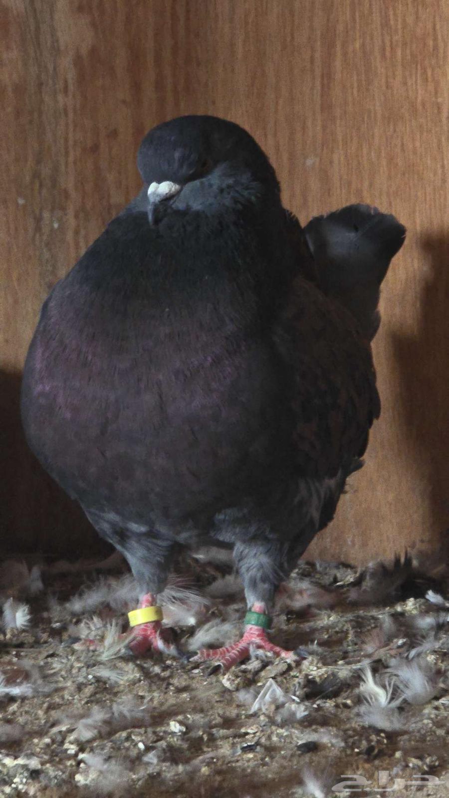 مودينا ذكر حار ومنتج64478101010434110