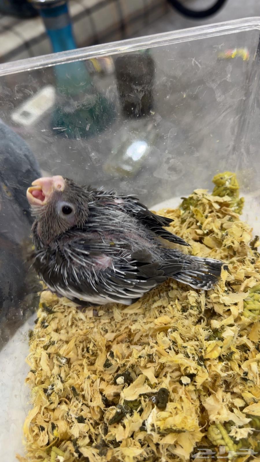 فرخ كروان هولندي وايت فيس (تم البيع)64478622111746111